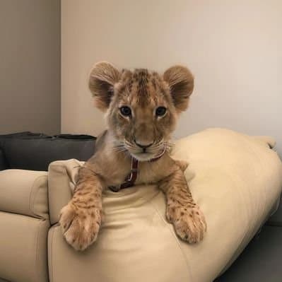 Bill The Lion